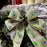Beige Peacock Print Wired Ribbon - 2 1/2 inch x 10 Yards