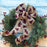 Moose Plaid Christmas Tree Bow - 10" Wide, 18" Long