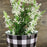 black-white-checkered-garden-decor