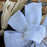 wired-edge-burlap-wedding-ribbon